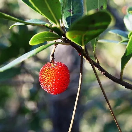 Casa Oliveiras Colmeal (Coimbra)